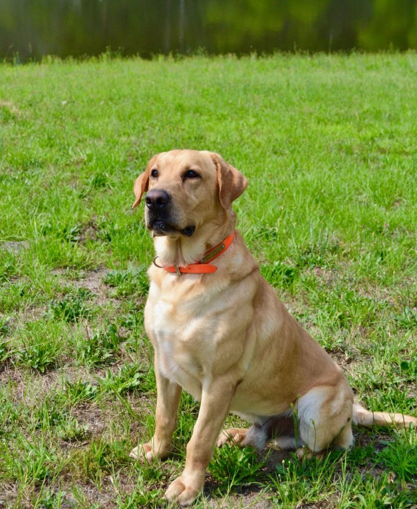 Labrador Retriever Puppies from Dozer X Sally
