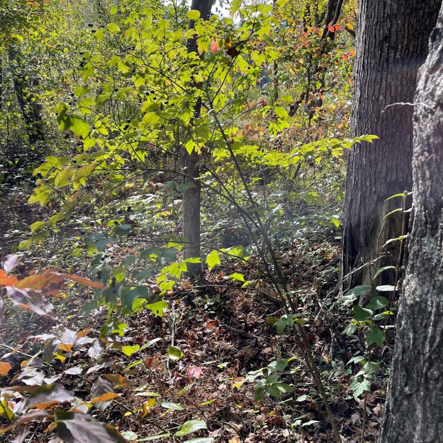 American Hazelnut Woody Warehouse Nursery, Inc. Lizton, IN