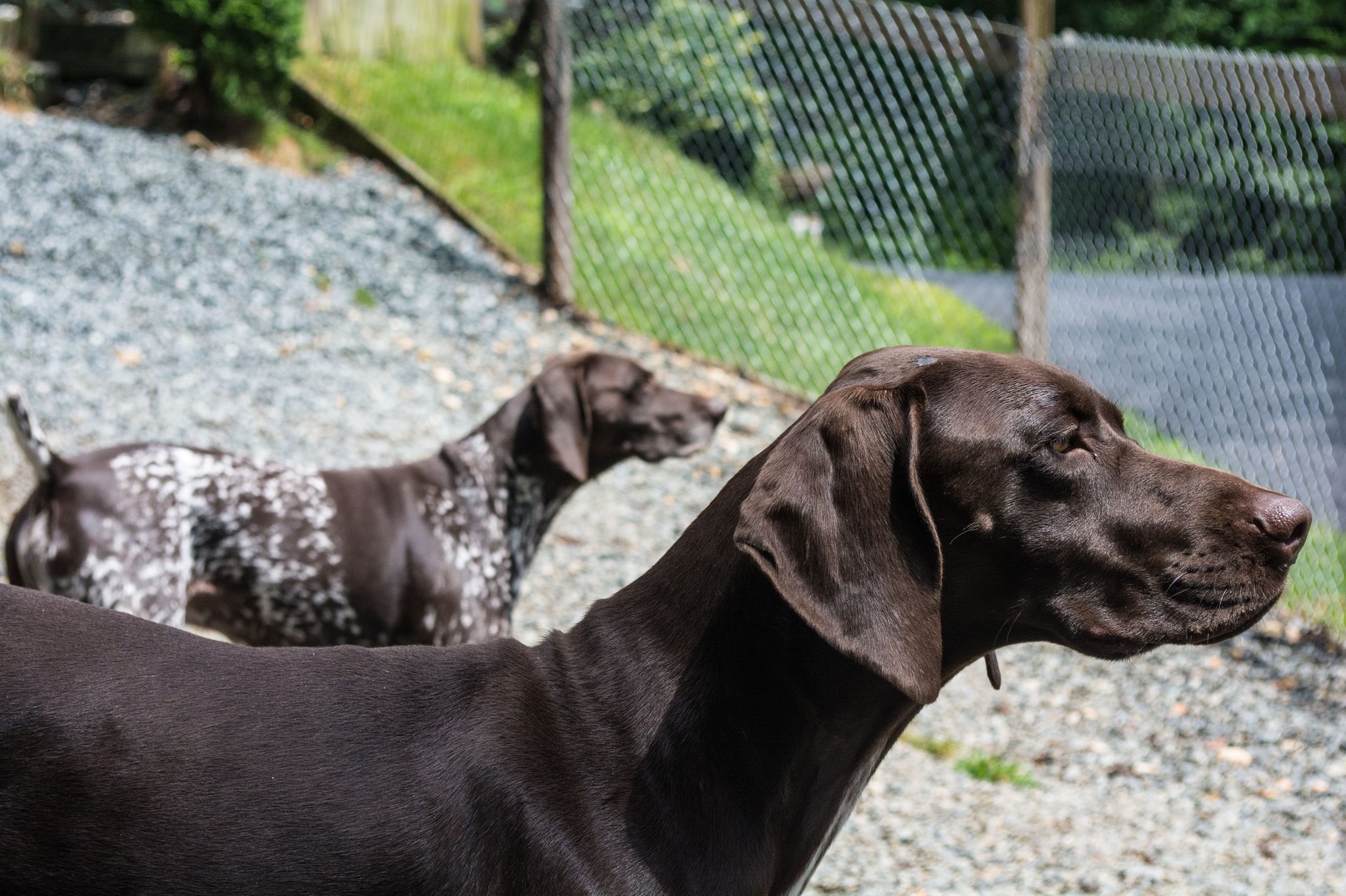 Luxury Dog Boarding Woof Pack Pet Services