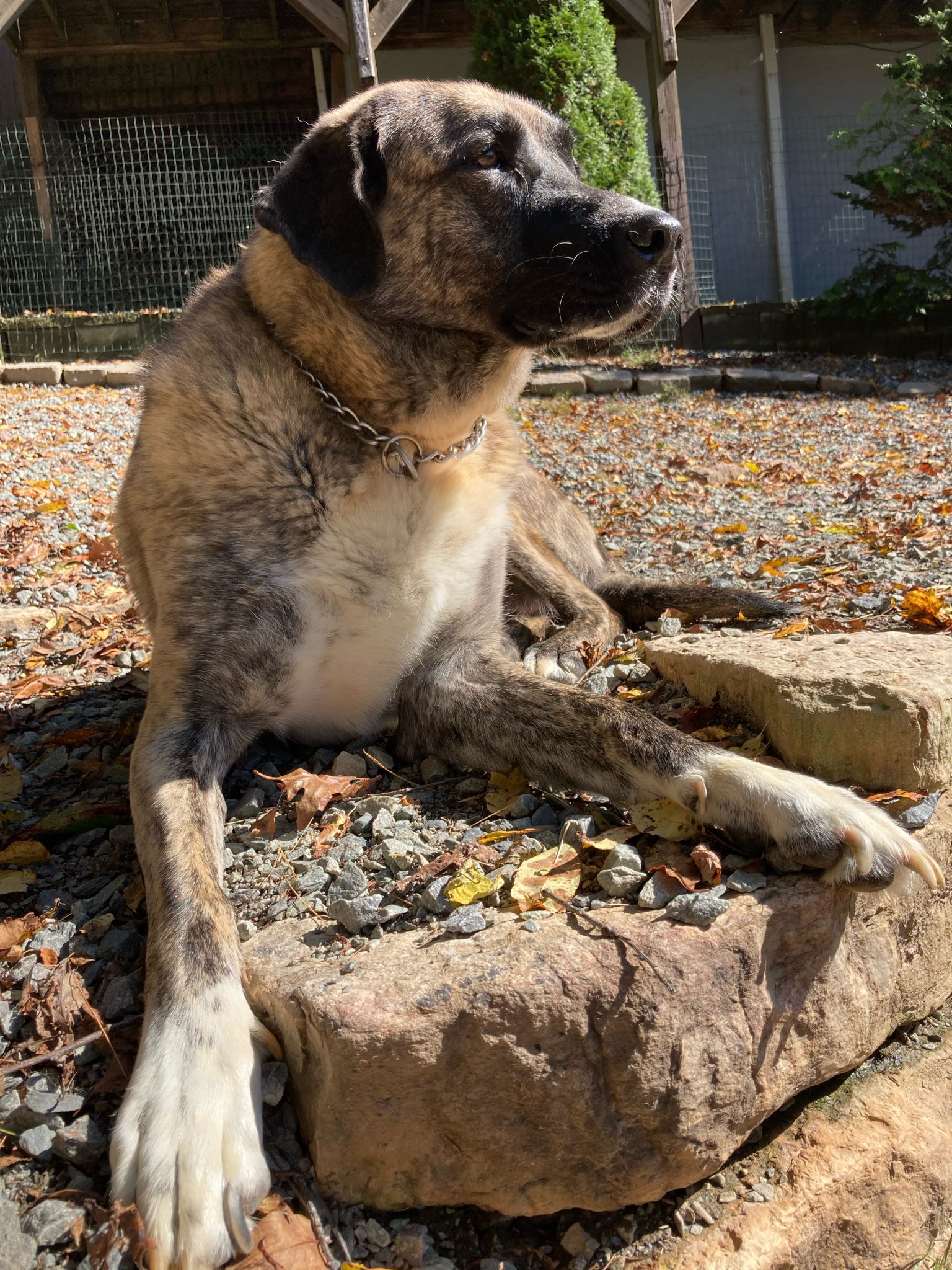 Boone, NC Dog Boarding, Cat Boarding, and Doggie Daycare Woof Pack