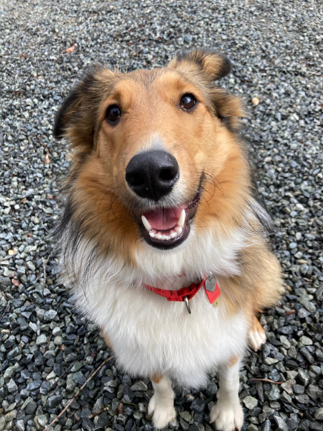 Boone, NC Dog Boarding, Cat Boarding, and Doggie Daycare Woof Pack