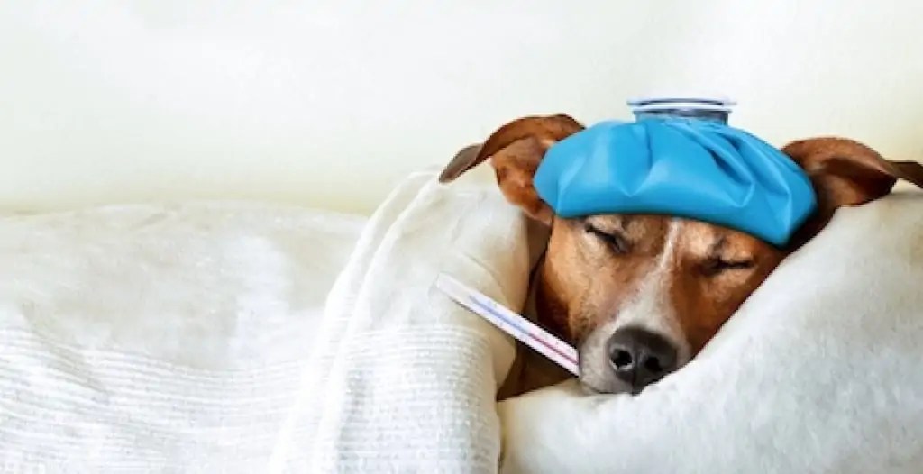 Why Does My Dog Keep Sneezing? [Reasons & What to do Next]