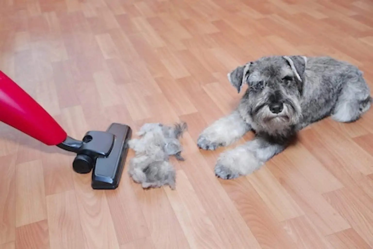 5 Best Hoovers for Pet Hair 2023 [Top Picks for Every Budget]