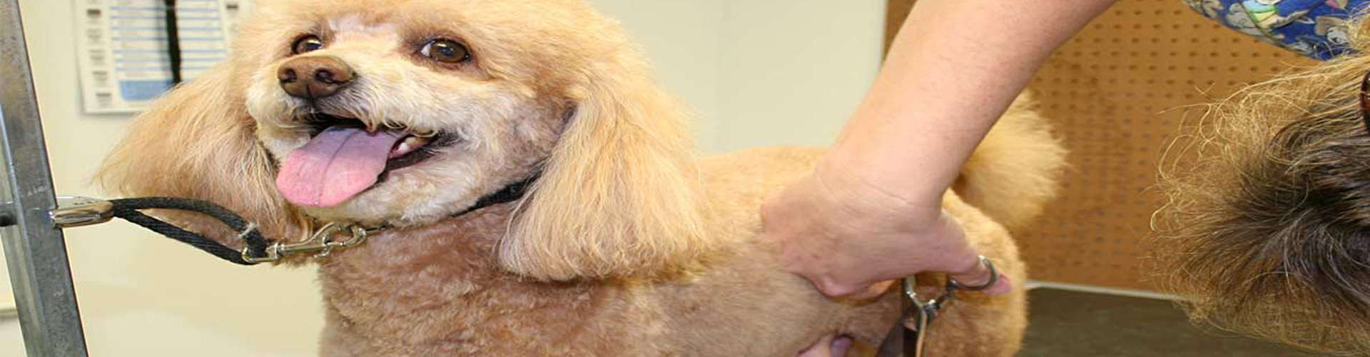 Dog Grooming Expert Dog Training Batavia Woof Beach