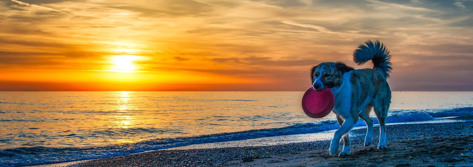 Dog Grooming Glen Ellyn IL WoofBeach Cove Dog Care, Dog Training