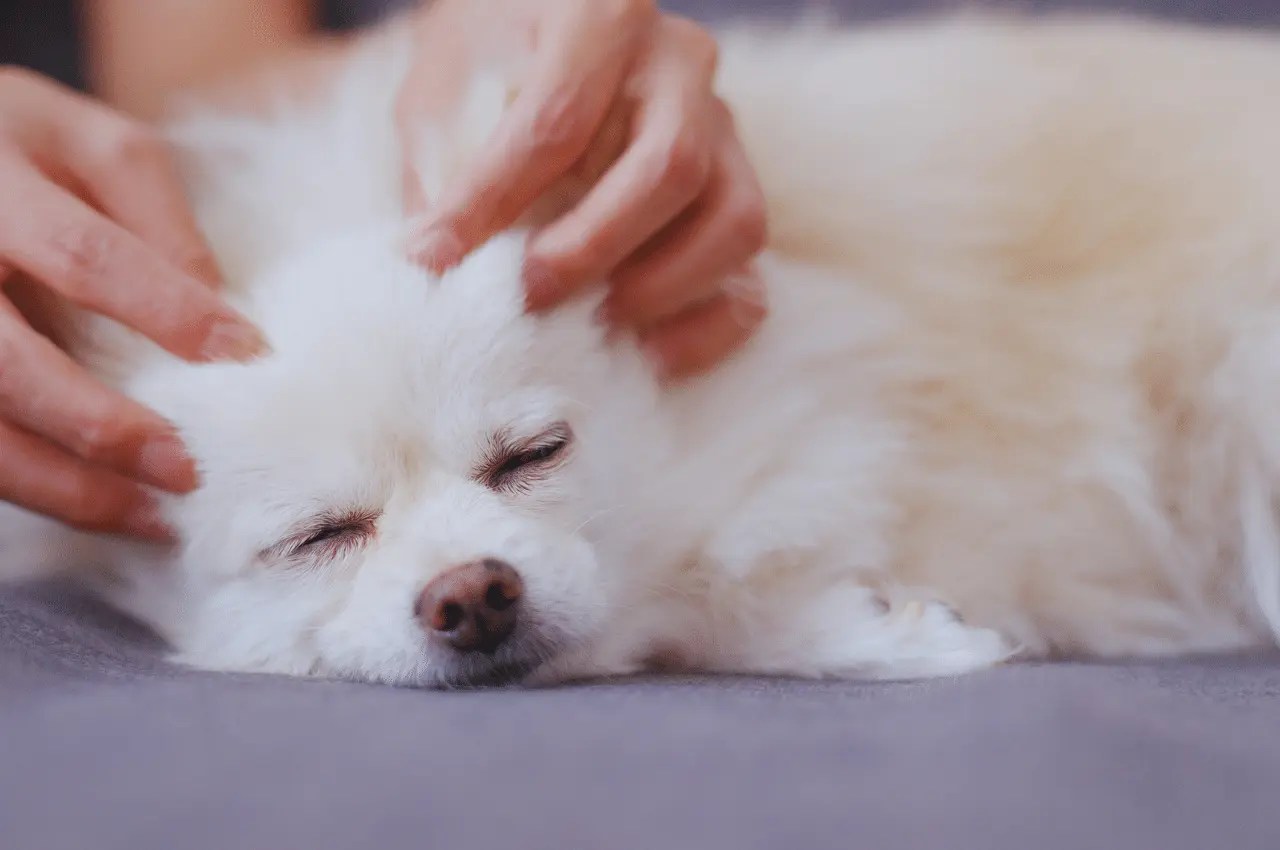 Ultimate Guide How to Give Your Dog a Massage May 31, 2024