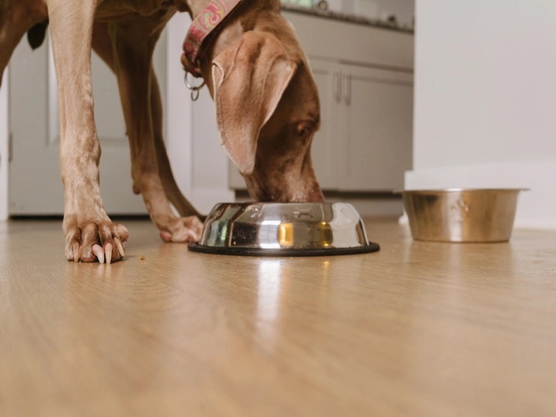 Can Dogs Eat Crab Meat? Woof Whiskers