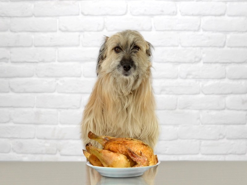 Can A Dog Eat Fried Chicken