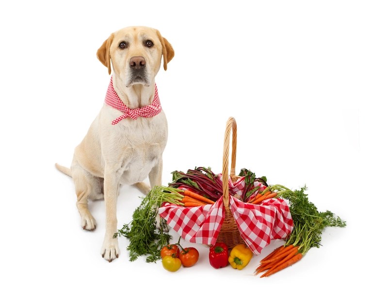 Can Dogs Have Eggplant? Woof Whiskers