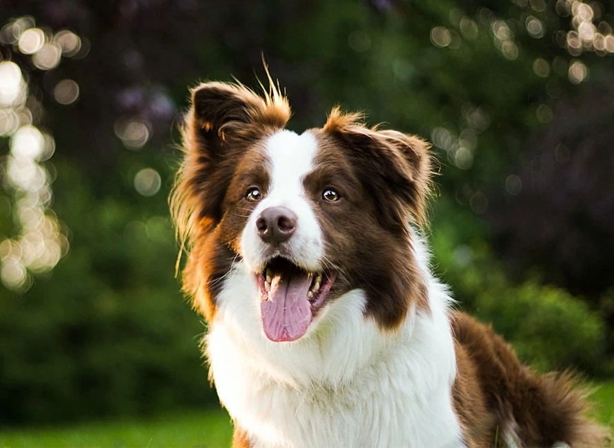 Border Collie Quel est le temps de promenade idéal ? par Woog