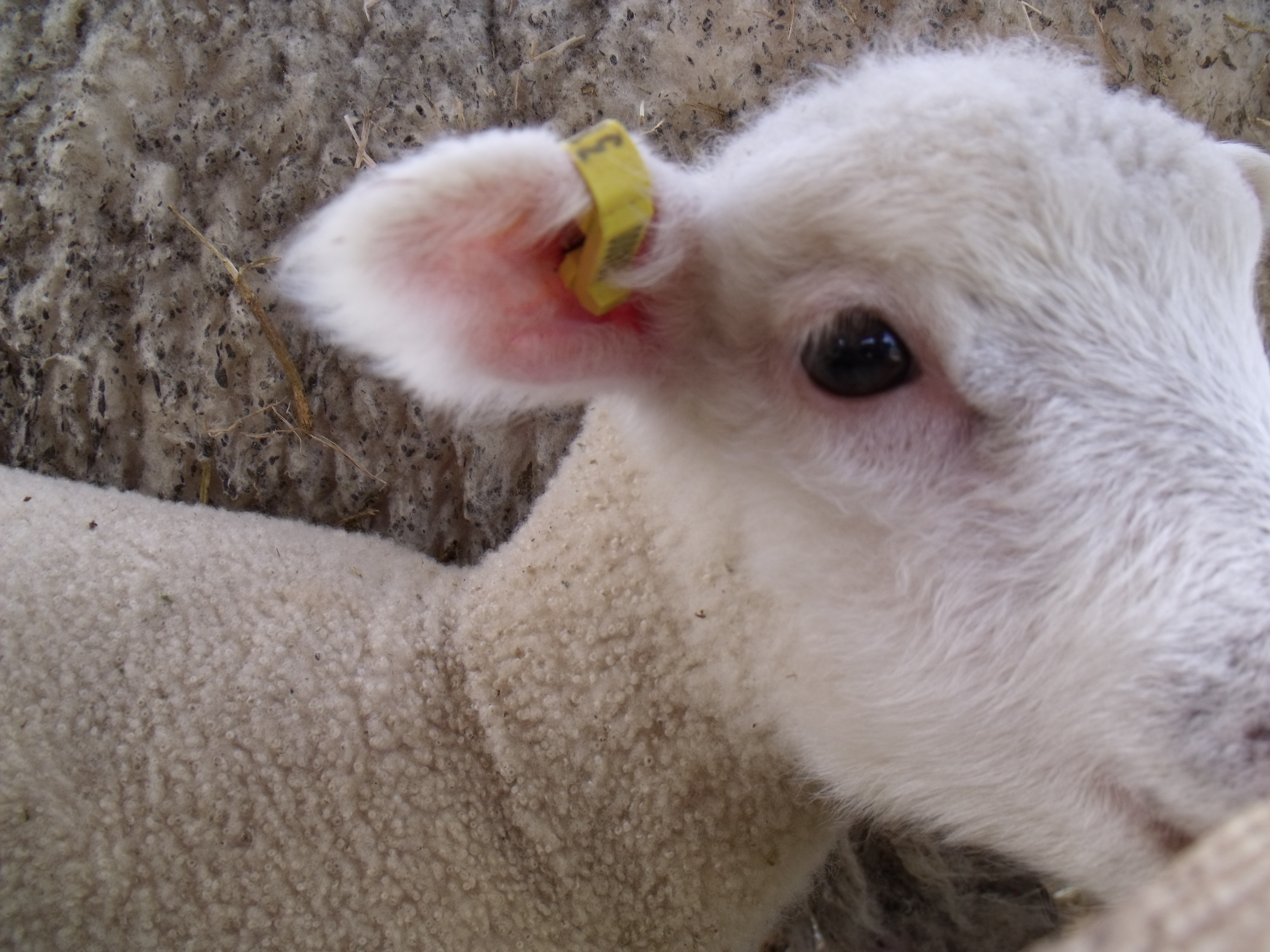 Lambs Down Park Festival Canadian Cooperative Wool Growers Limited