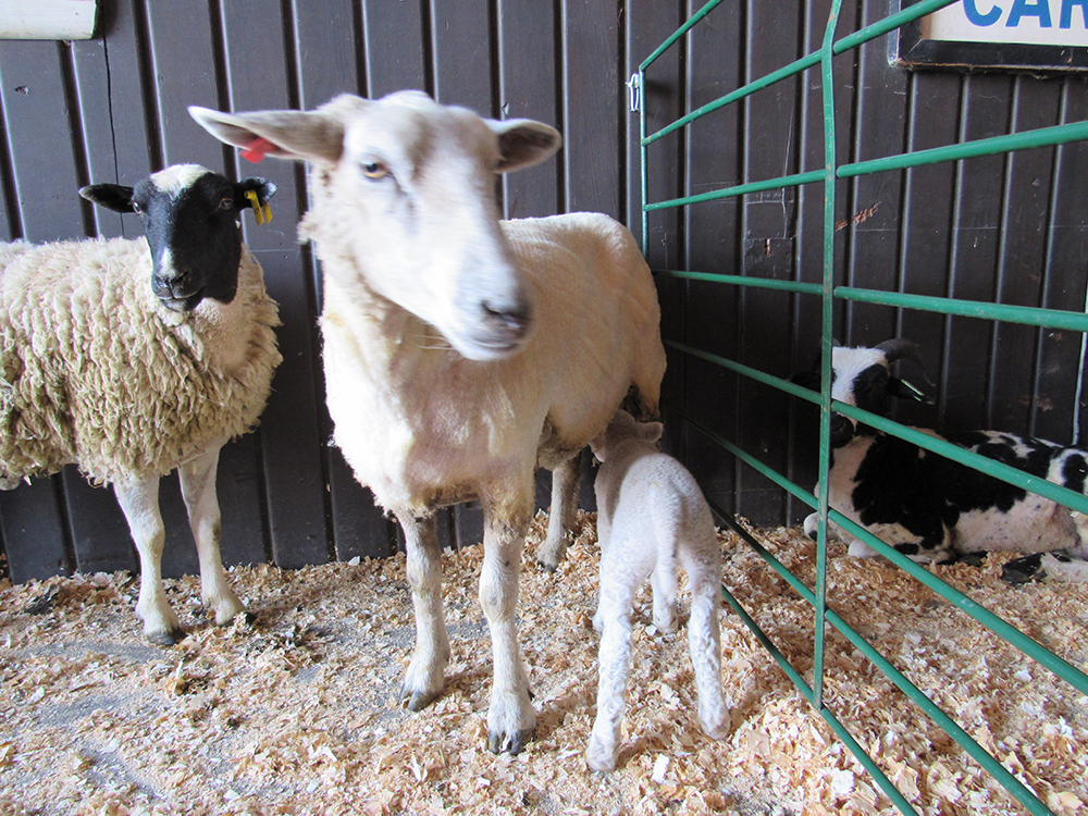 Lambs Down Park Festival Canadian Cooperative Wool Growers Limited