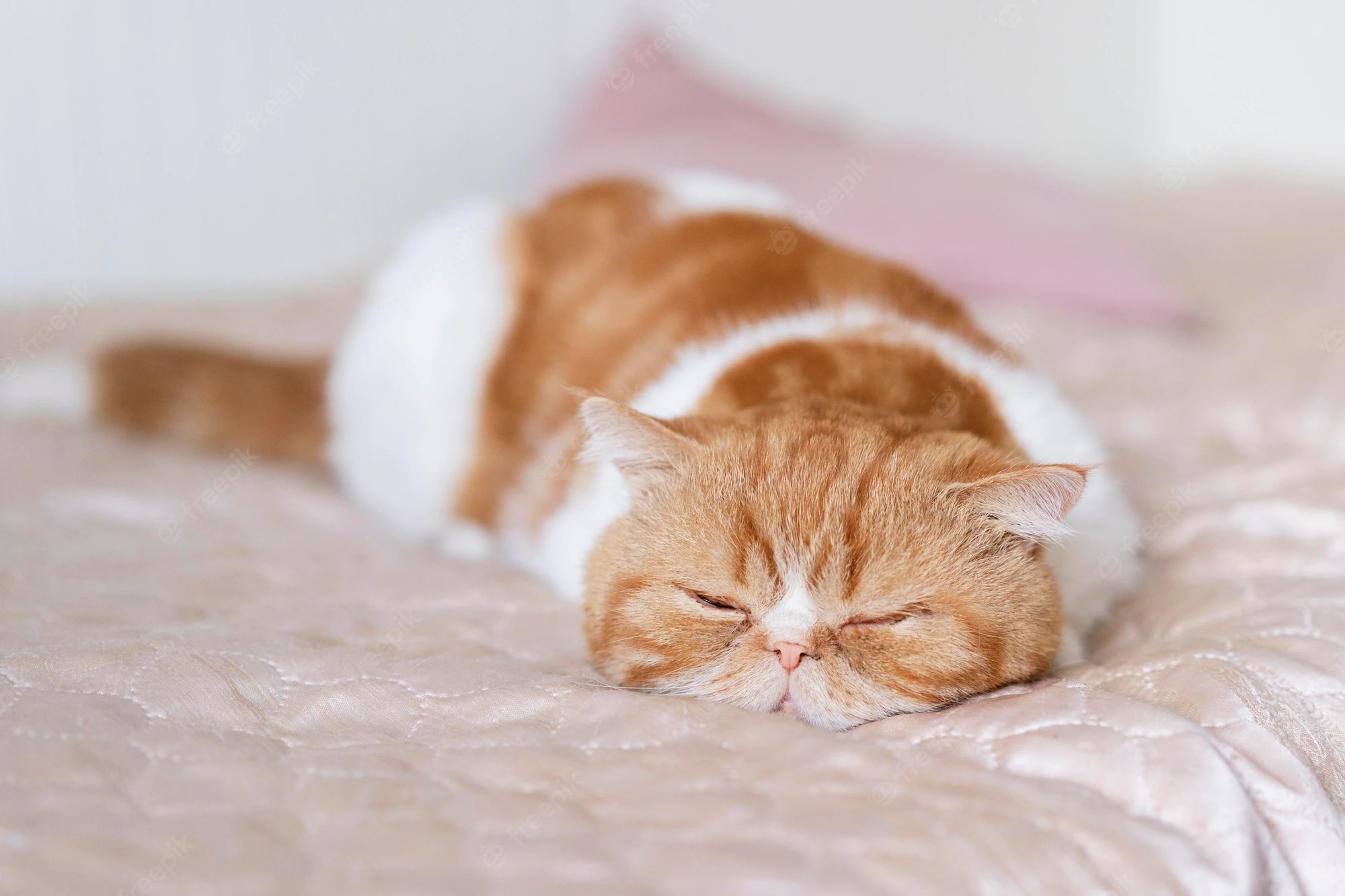 Why Do Cats Sleep So Much? Woollyfelt