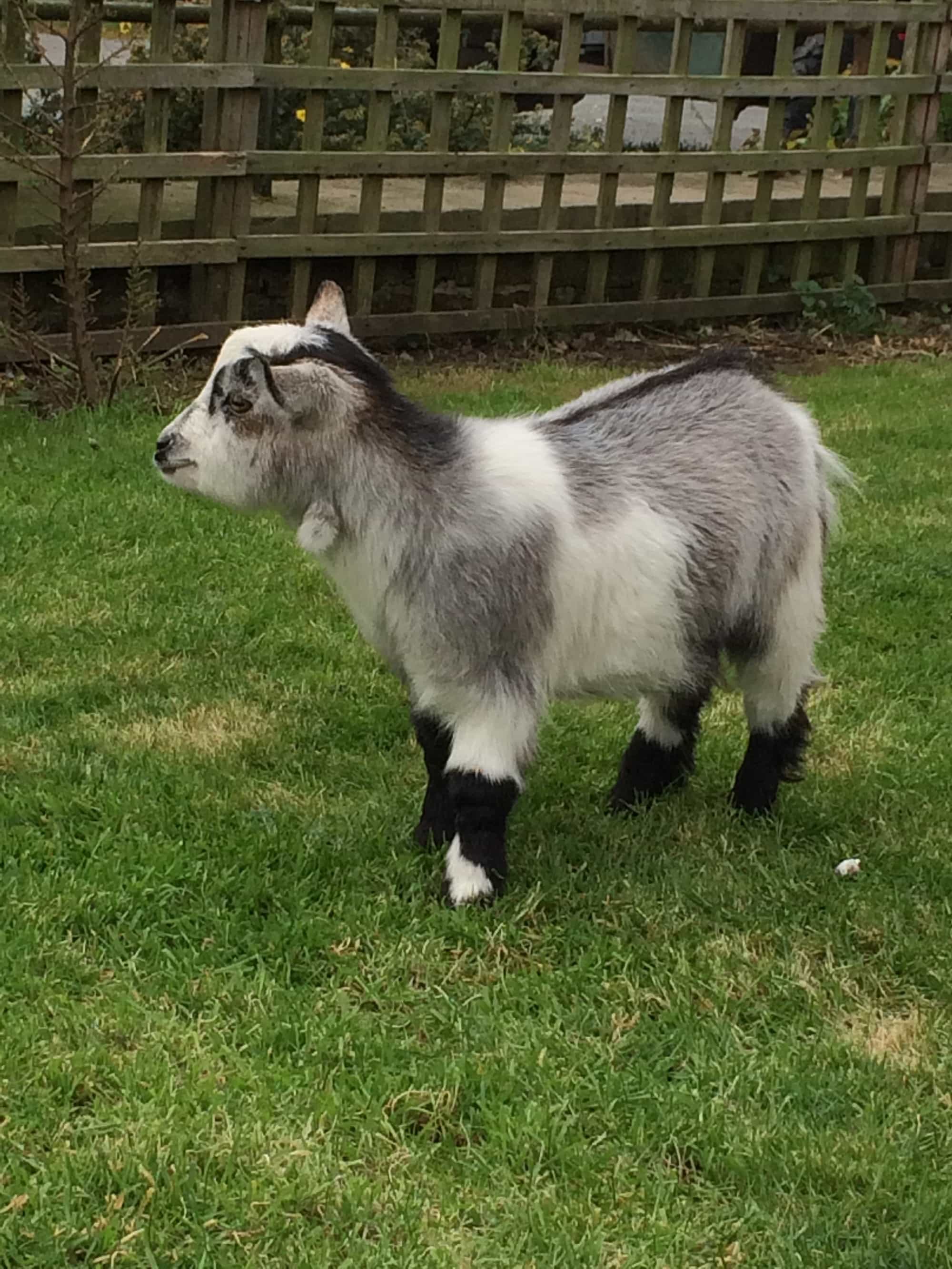 Little goatie. We all loved little goatie