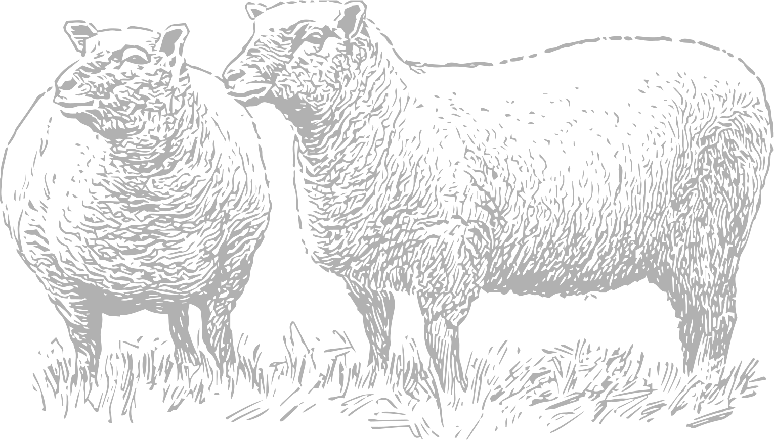 Wool Scouring Napier New Zealand Woolworks