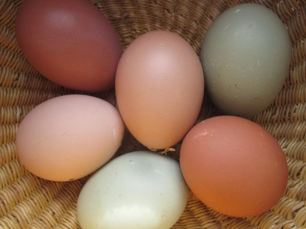 egg tally how much do our eggs cost? WoolyMossRoots