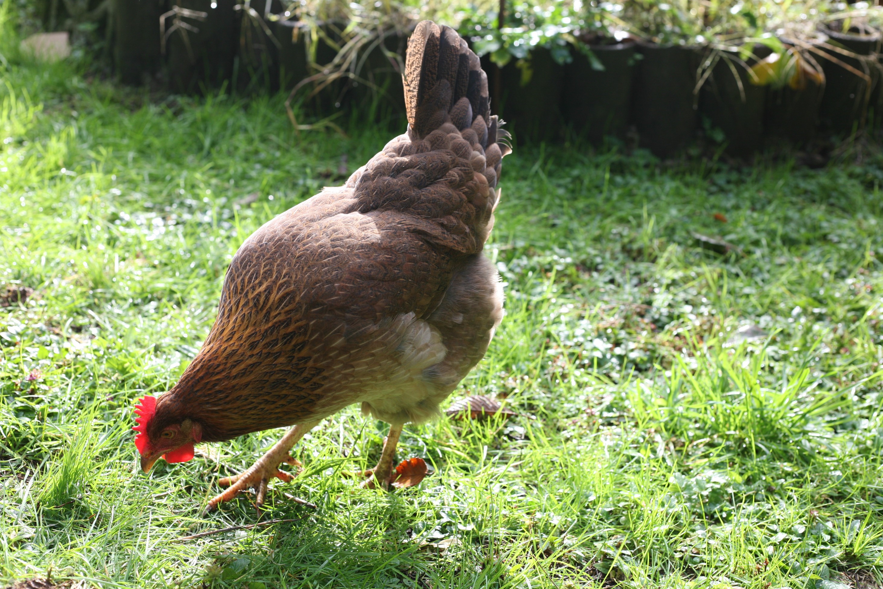 chickens & sleep WoolyMossRoots