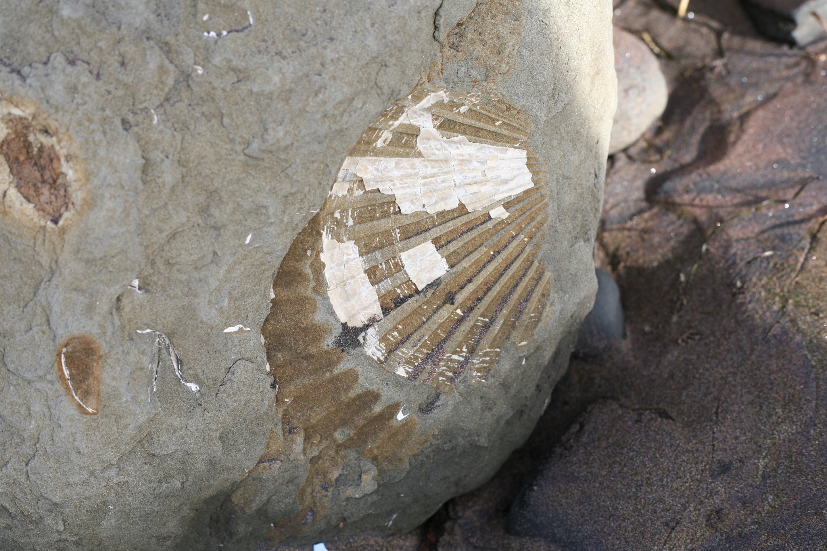 hunting for fossils WoolyMossRoots