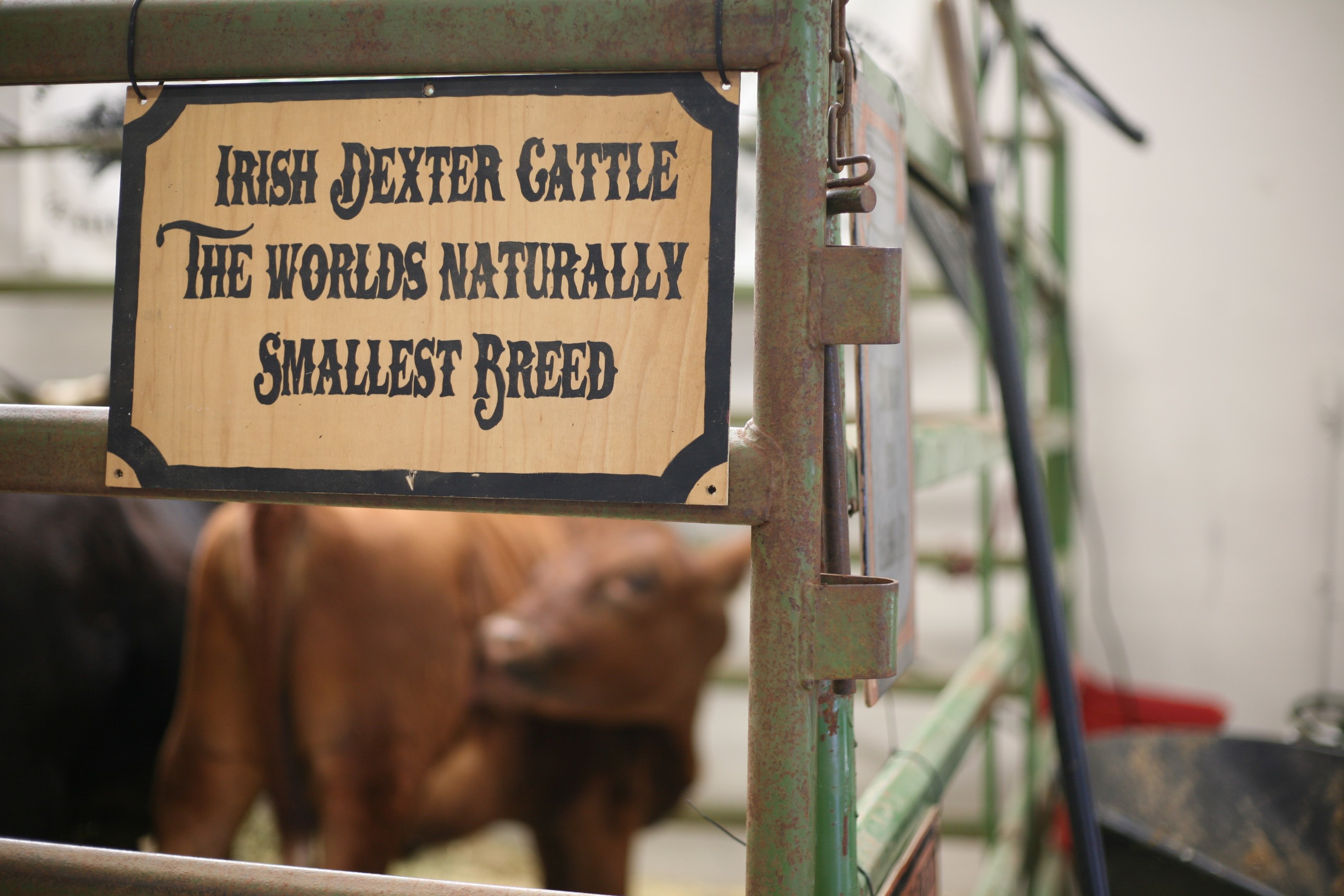 mother earth news fair {2017} WoolyMossRoots