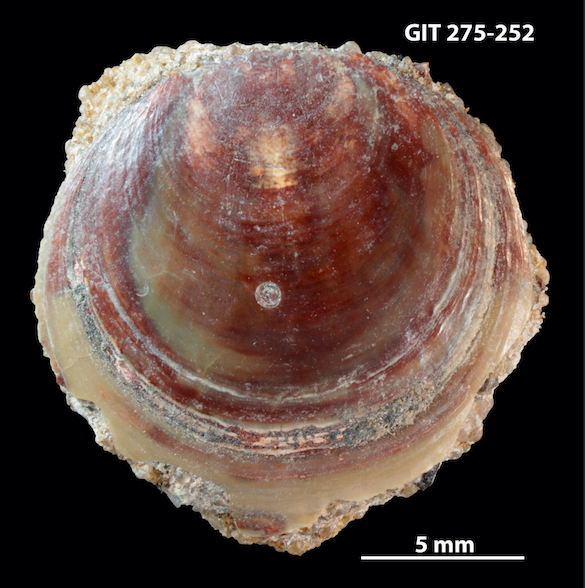New paper on predatory drill holes in Cambrian/Ordovician brachiopods