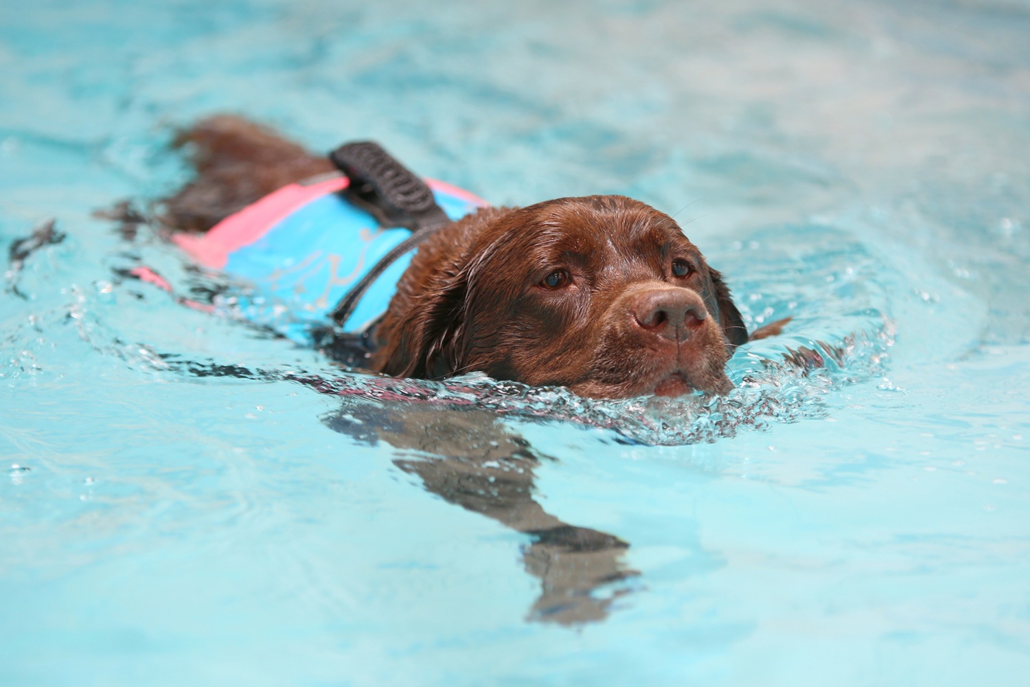 Rehabilitation Woozelbears Canine Hydrotherapy and grooming