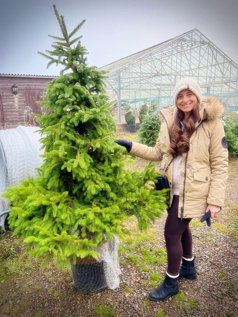 Green Christmas scheme could have growing appeal in Worcester The