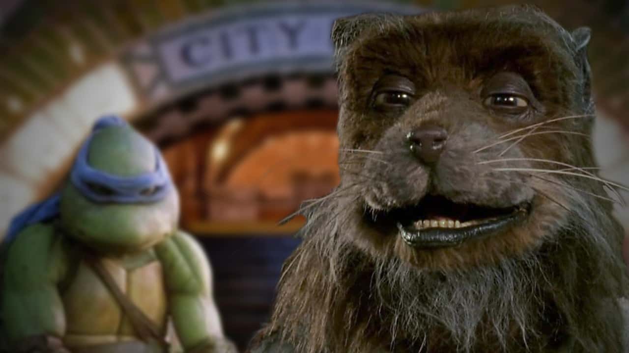 Turtles Speak Out Forced Into Brotherwives Relationship