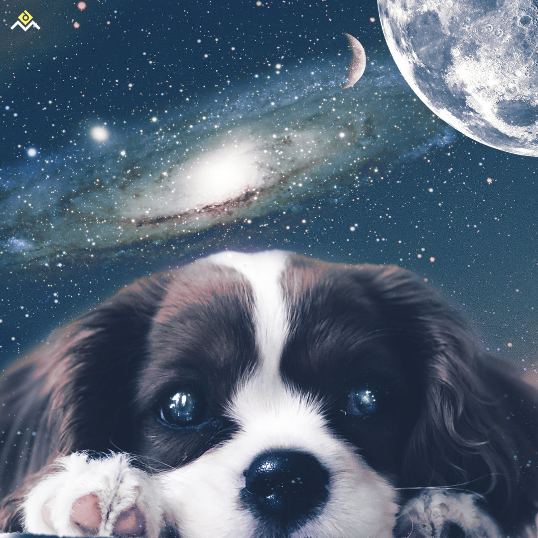The Dog From Space Composite Wordde