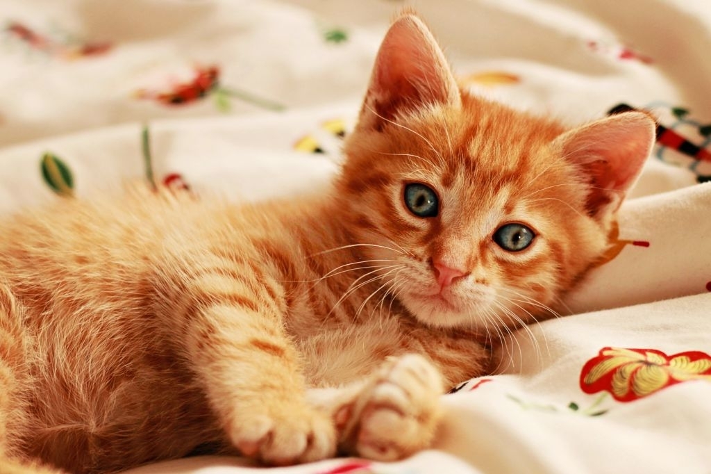 261 Super Orange Cat Names That Are Perfect For Your Ginger Kitty 2020
