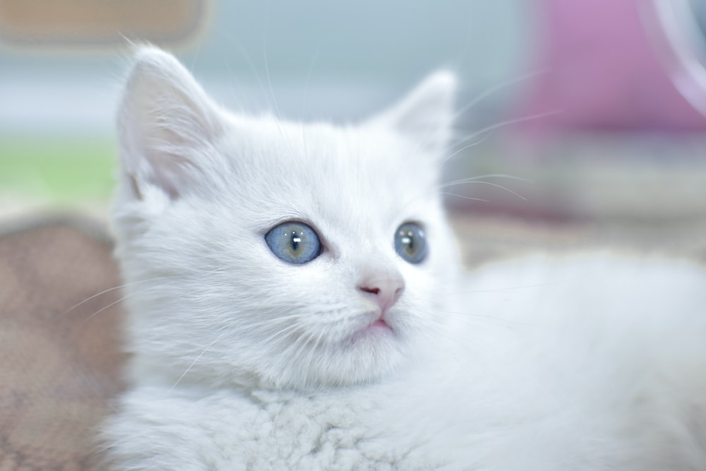 165 Outstanding Names for White Cats and Kittens 2020 Update