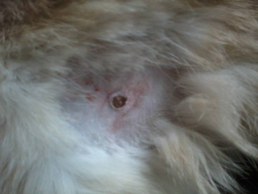 Cats Photos + The Ordeal Of Treating The Hole I Found