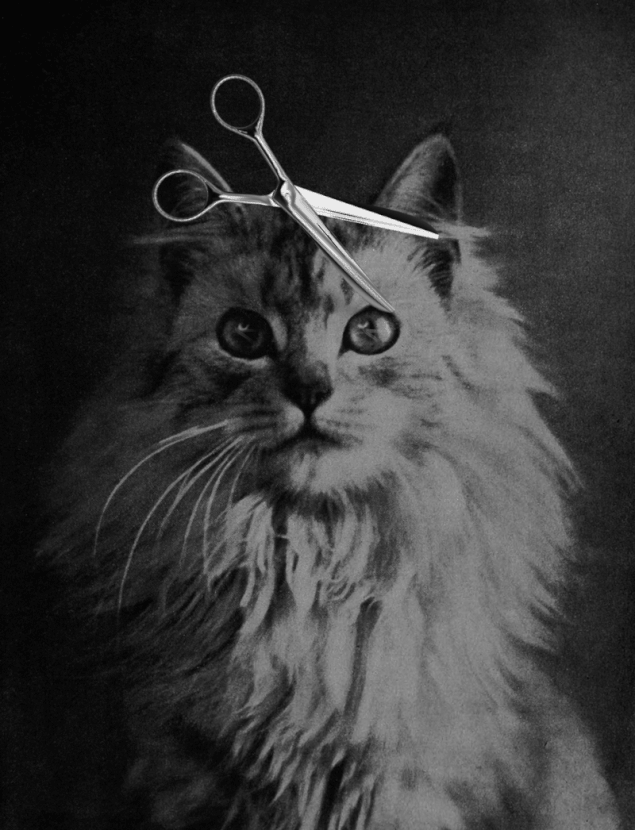 Remixing Archival Photos into Surreal Animations