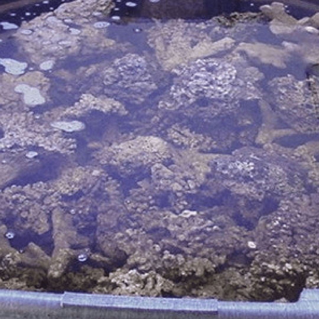 Aquarium Live Rock And How To Use It CoralRealm