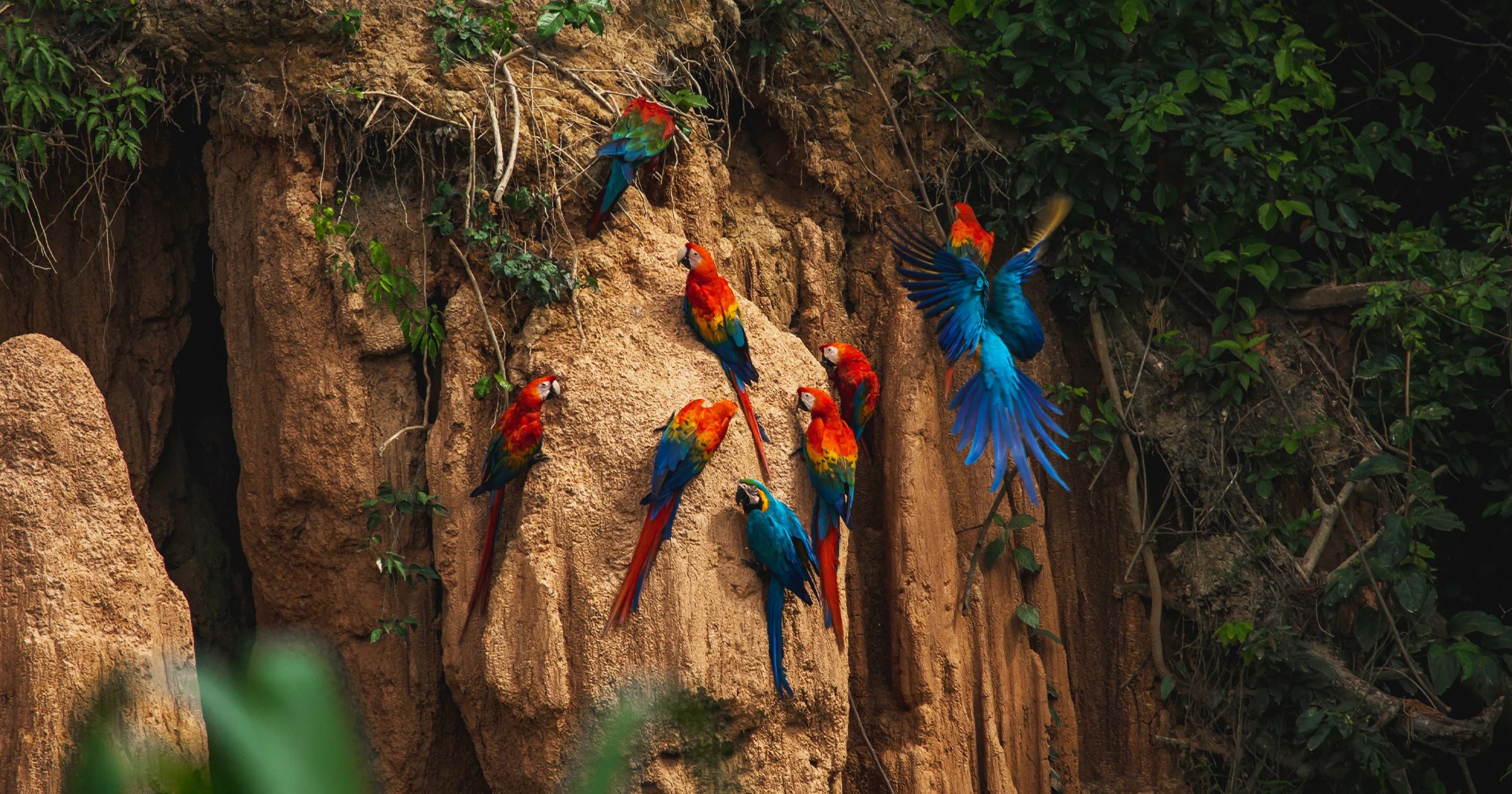 Climate Change Has Driven the Amazon Rainforest to the Edge of a “Tipping Point”