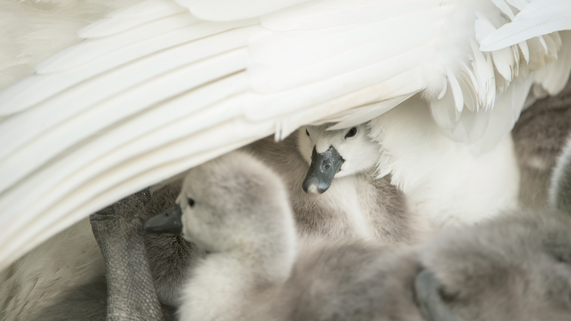 Tips on caring for and ducklings from the RSPB The Big Issue