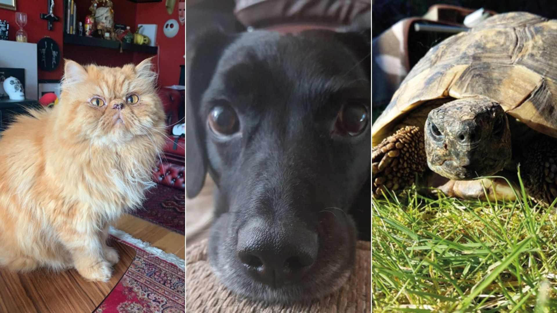 The Big Issue needs to hear about your hero pets from 2020 The Big Issue