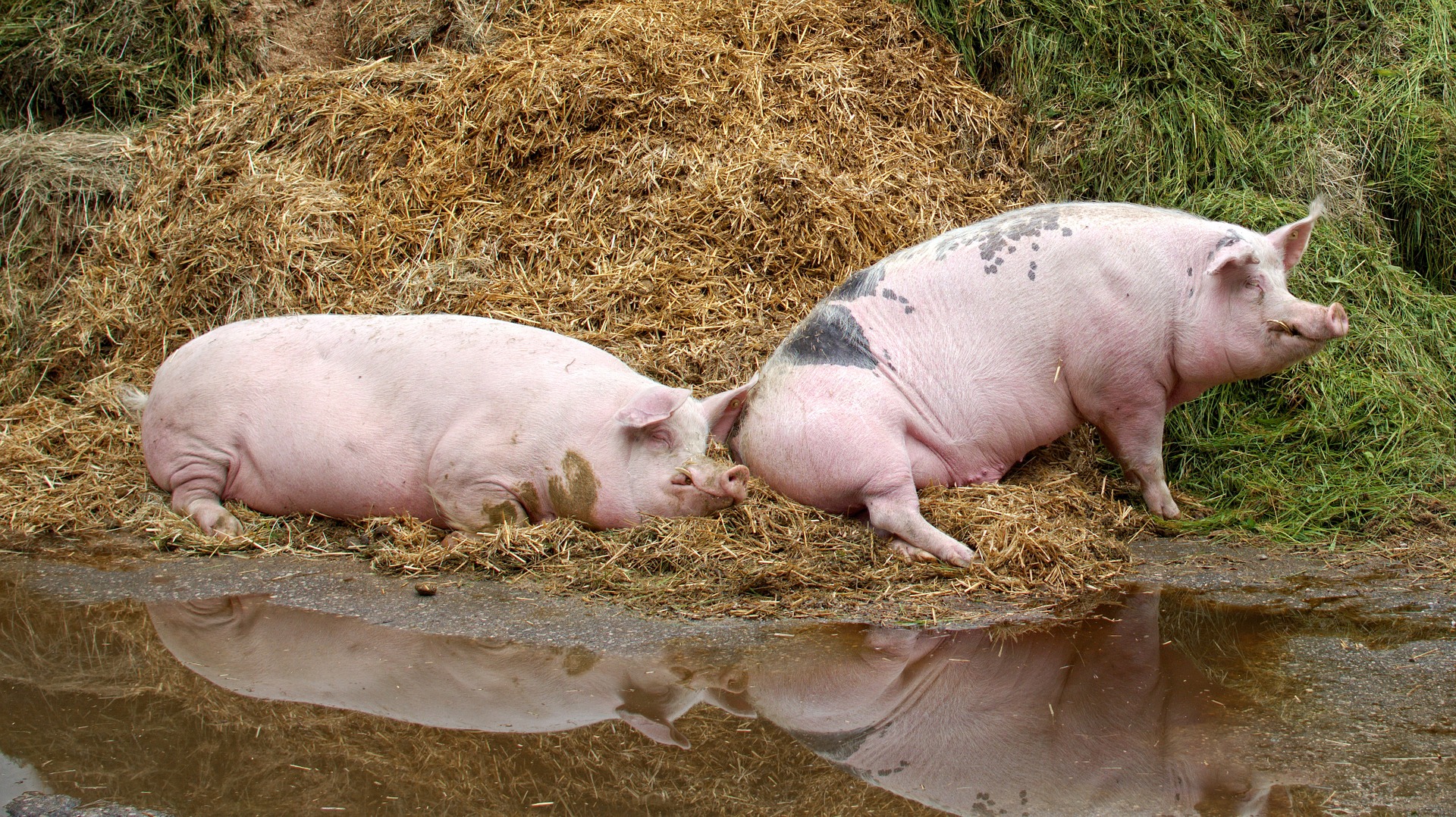 Pig culling continues with 30,000 animals killed since September The