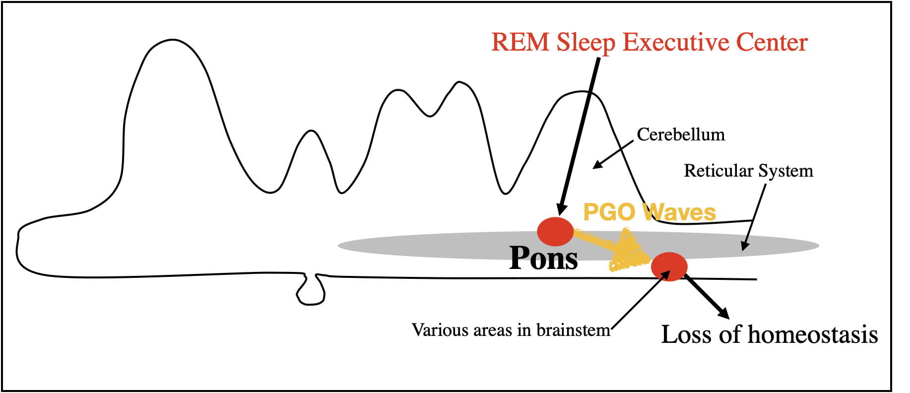Sleep IV What Causes REM Sleep? Nyby's Nerdy Neuroscience Narratives
