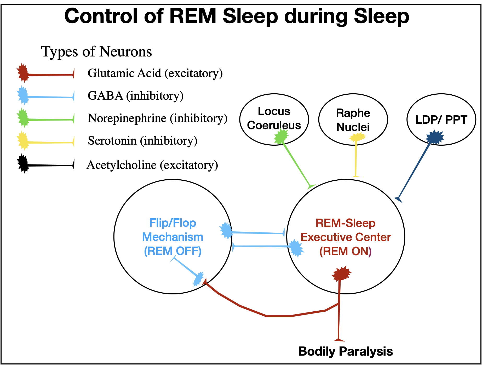 Sleep IV What Causes REM Sleep? Nyby's Nerdy Neuroscience Narratives