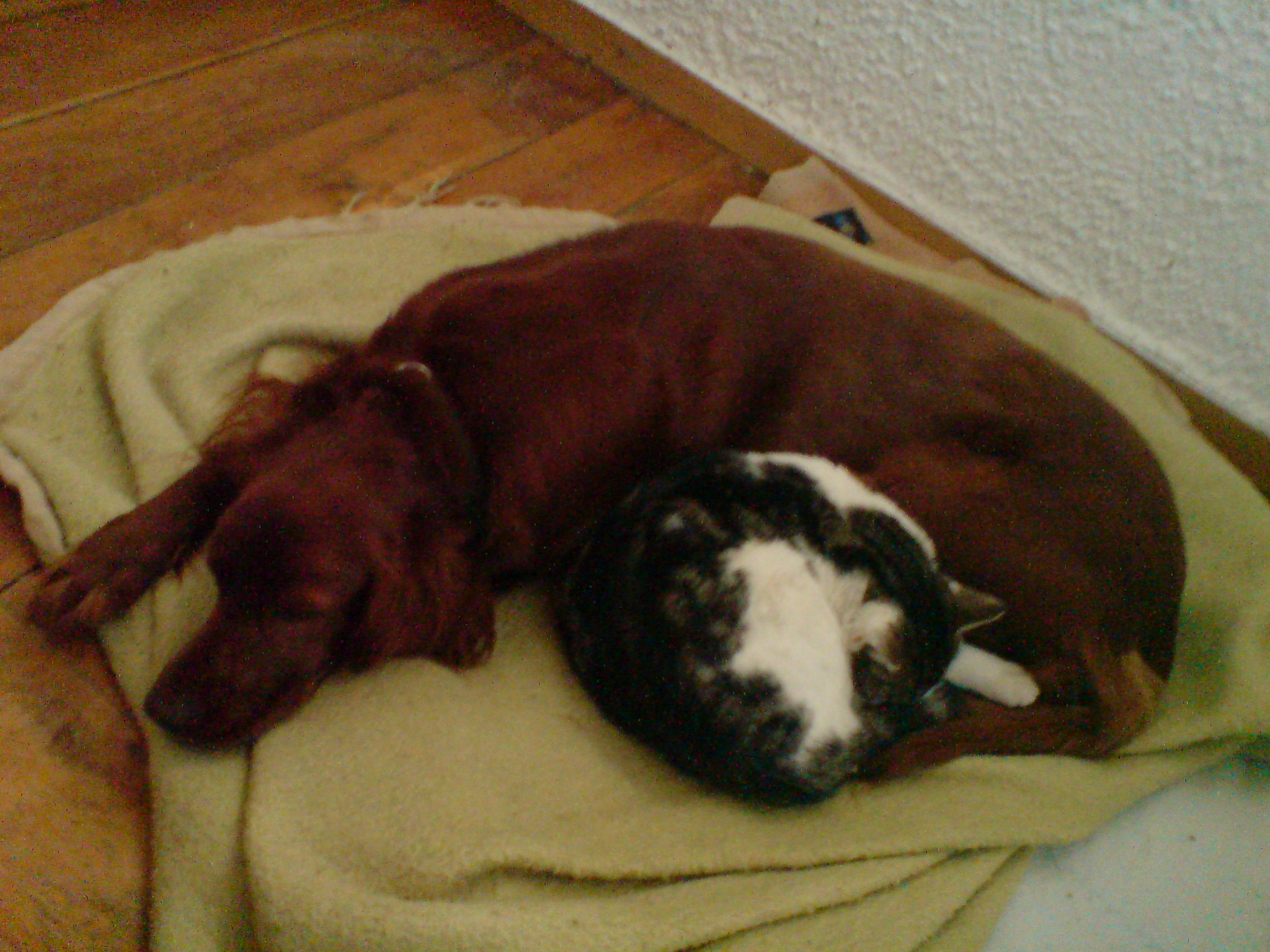 Pans Wunderland » Wunder