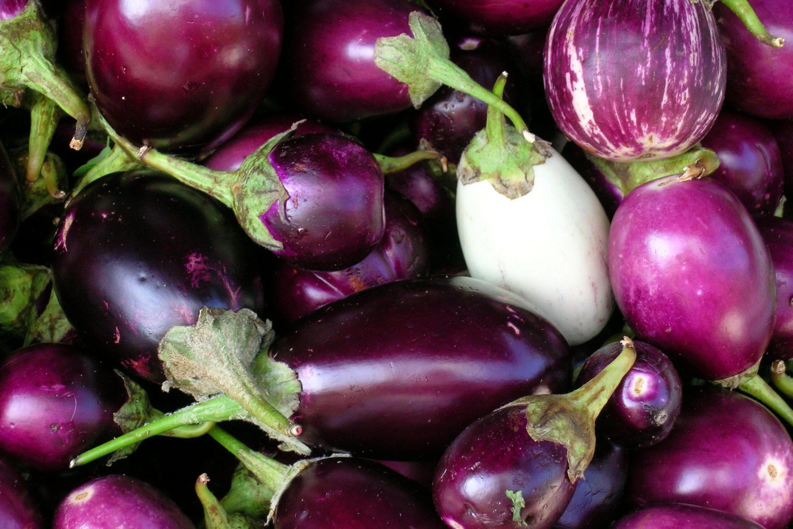 Tout savoir sur l’aubergine Potager City