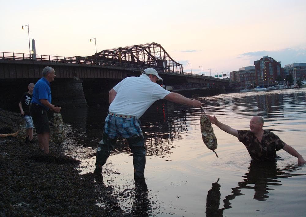Bringing Oysters Back To Boston Harbor Radio Boston