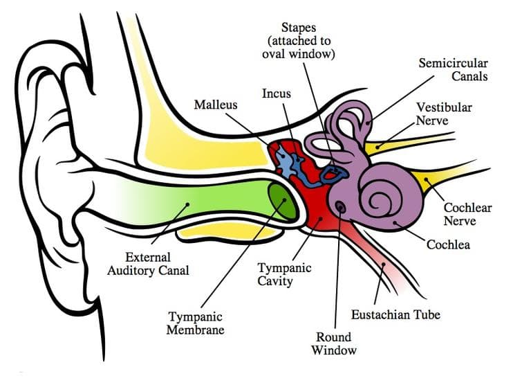 Why You Really, Truly Should Not Put QTips Into Your Ears CommonHealth