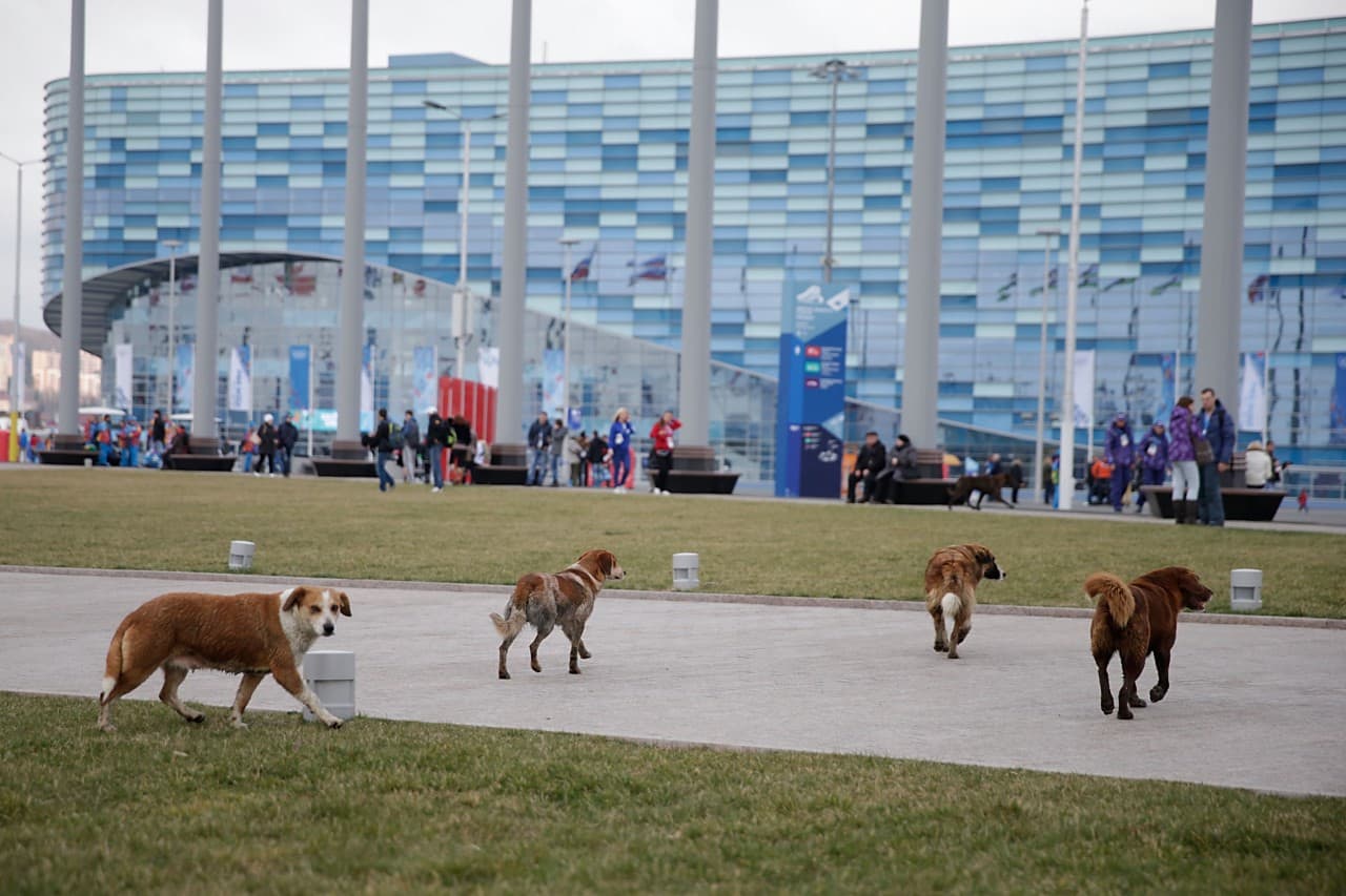 Sochi's Stray Dog Controversy Only A Game