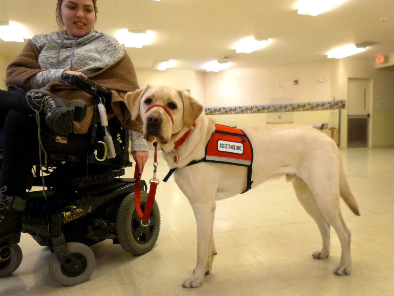 NEADS Service Dog Meets His Match Here & Now
