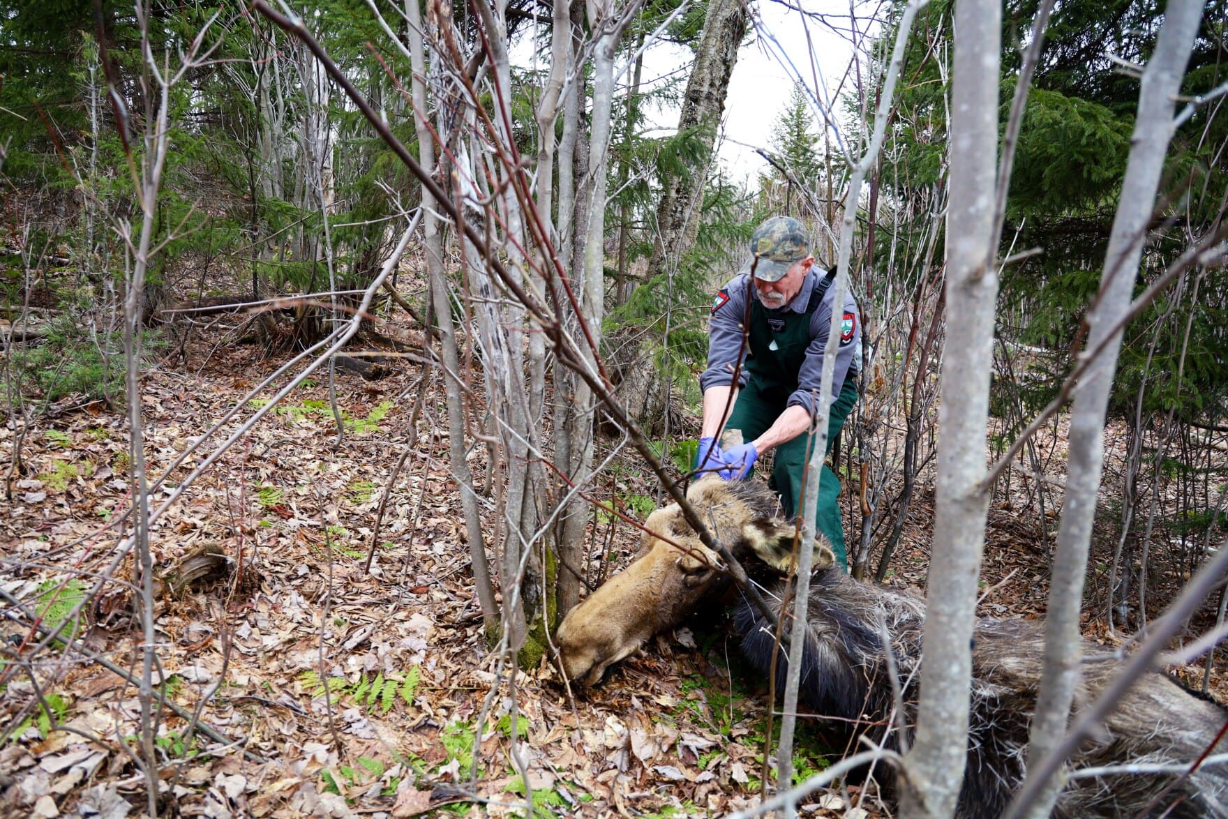 Winter ticks wiped out nearly 90 of the moose calves scientists