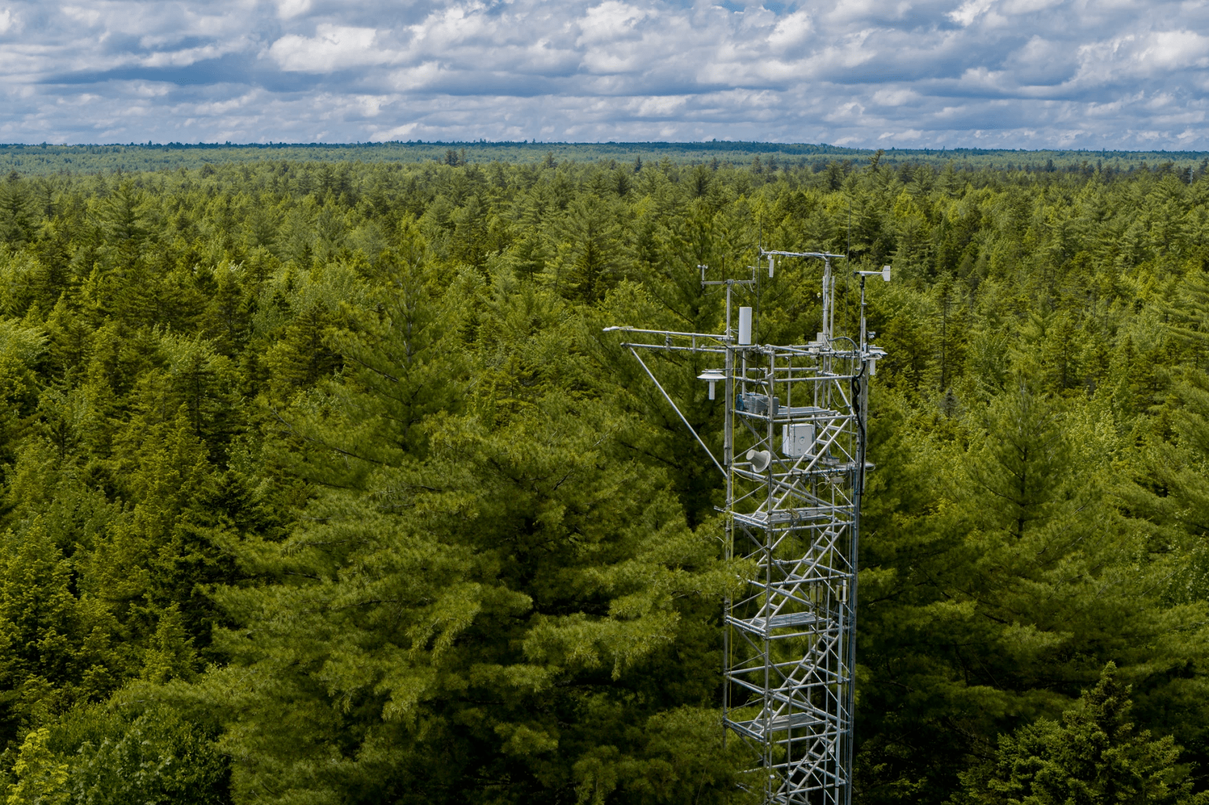 A Maine forest offers decades of data on the ability of trees to remove