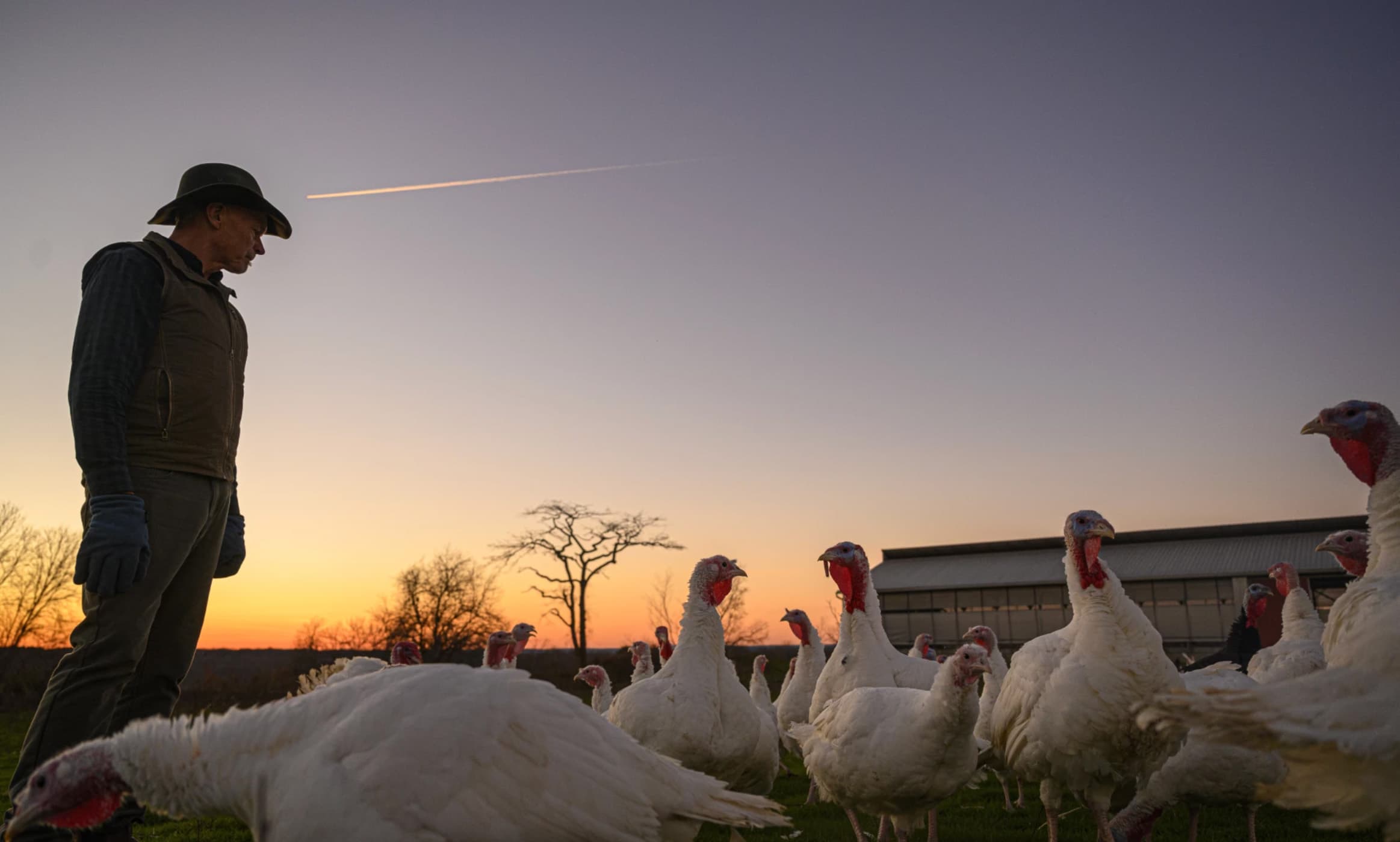 Turkey farmers had high hopes for better profits this year, but supply