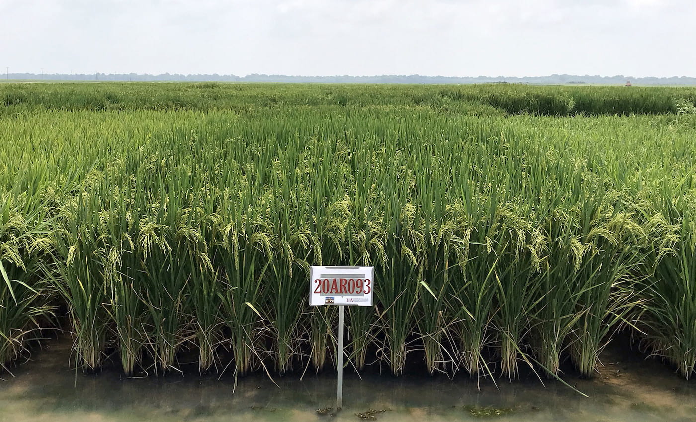 Division of Agriculture Releases HighYielding Clearfield Rice Variety