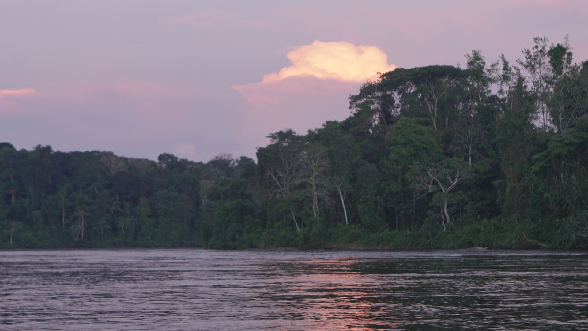 Photos Amazon TreeRing Research